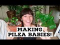 Encouraging Babies on Pilea! | Separating Pilea Babies