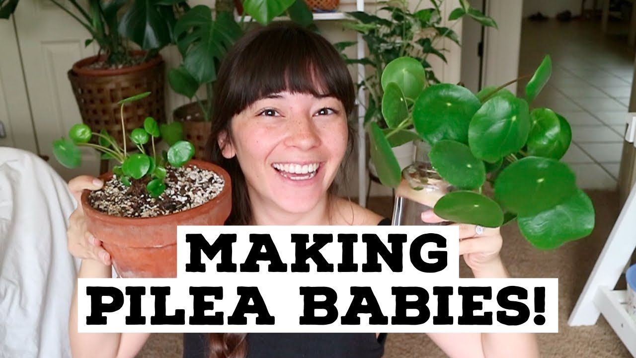 Encouraging Babies On Pilea! | Separating Pilea Babies