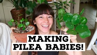 Encouraging Babies on Pilea! | Separating Pilea Babies