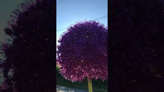 IMG 4368