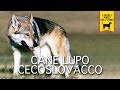 CANE LUPO CECOSLOVACCO trailer documentario
