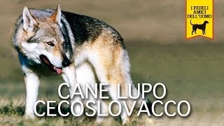 CANE LUPO CECOSLOVACCO trailer documentario