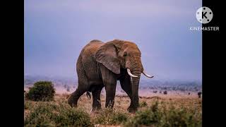 Elephant Sounds Effects 
