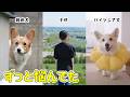シニア犬と難病犬と子供の居る暮らし、唯一の悩みはこれでした