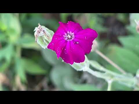 Video: Rose Campion informācija - padomi rožu nometņu audzēšanai