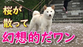【第３８話　埼玉県幸手市にある権現堂に桜を見にきました🌸散ってる桜が幻想的でした😄】