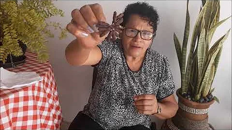 Como fazer muda da Pimenta-de-macaco?