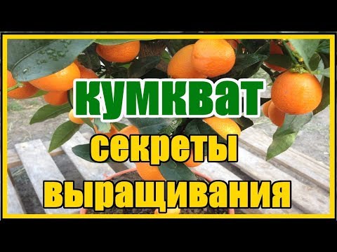 Кумкват вырастить в домашних условиях