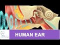Understanding the Human Ear