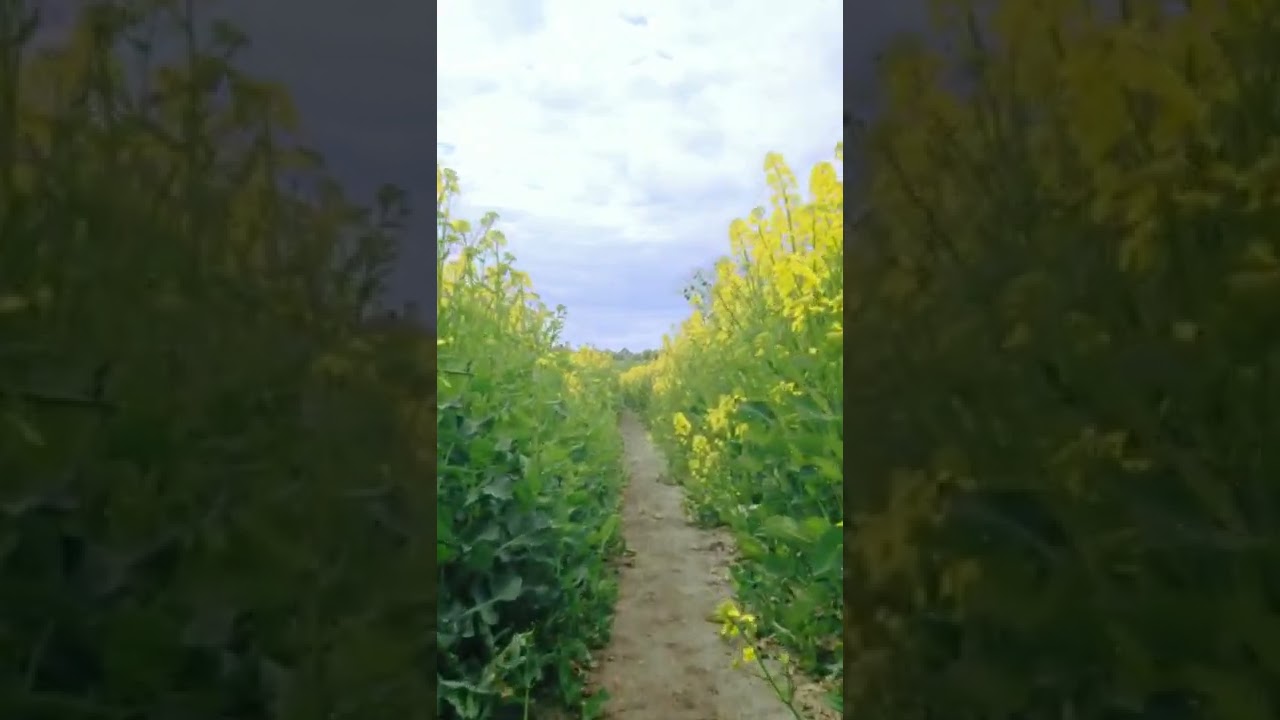 Rapeseed is related to mustard 