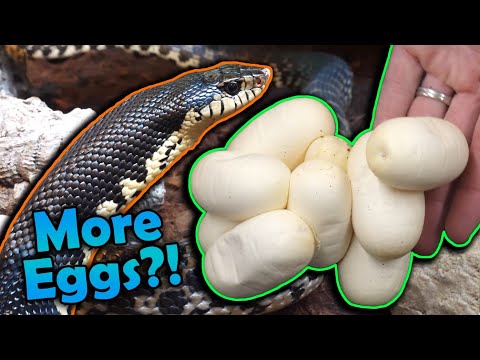 Our Madagascar Giant Hognoses had MORE Eggs!!