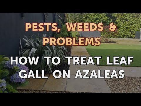 How to Treat Leaf Gall on Azaleas