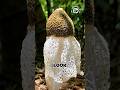 Not a Flower… A Rare Mushroom Hidden in Bamboo Forests