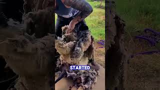 😱 Everyone Thought It Was a Wool Monster... Until This Happened! #kangaroos #boonoonoonoos #horrid