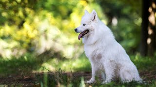 Getting Along with Other Dogs: Tips for introducing Your Samoyed by Samoyed USA 117 views 1 month ago 4 minutes, 4 seconds