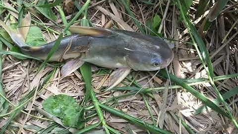 Câu cá cống mương chuối huyện Nhà bè, phát hiện bãi ngon trong lùm cỏ