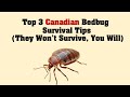 Top 3 Canadian Bedbug Survival Tips (They Won’t Survive, You Will)