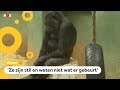 Apen nemen afscheid van beroemde gorilla Bokito