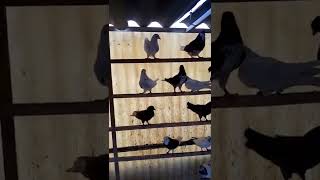 Roller Pigeon attitude video #short #kabutar