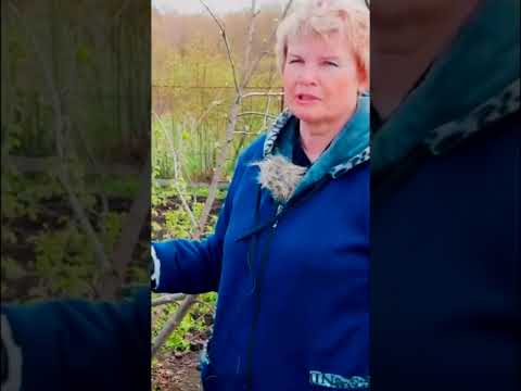 Самый простой способ прививки деревьев Прививка за кору 6