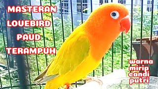 MASTERAN LOVEBIRD PAUD NGEKEK PANJANG PALING AMPUH, WARNA MIRIP CANDI PUTRIš±