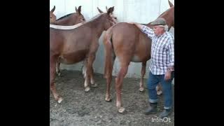 Mulas del país. (Tratante)