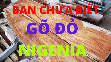 #Shorts CÓ THỂ BẠN CHƯA BIẾT " VÂN GỖ GÕ ĐỎ PACHY " GÕ ĐỎ NIGENIA