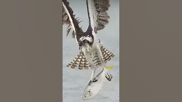 #egzonibrahimi #سورة_الإخلاص #ikhlas #nature