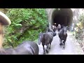 Traverse des tunnels avec un troupeau de chevaux de merens ariege pyrnes transhumance