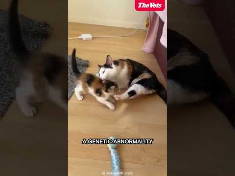 Video: Är dämpade calico-katter sällsynta?