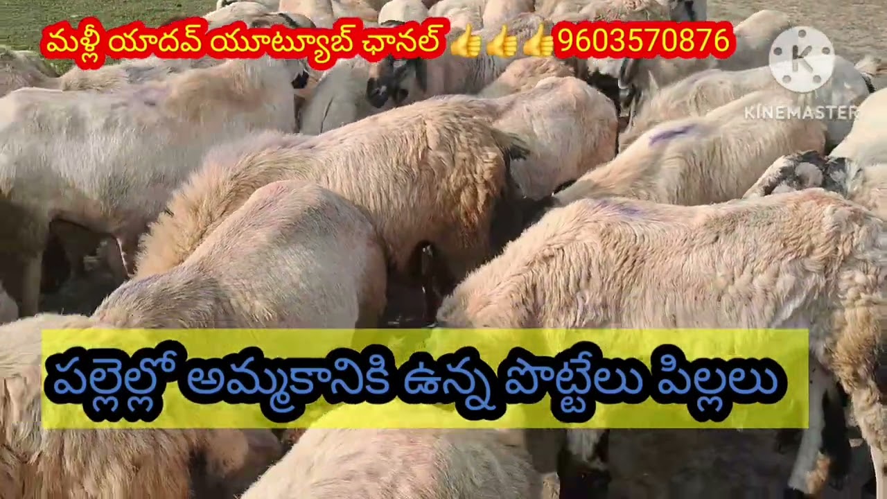 పల్లెల్లో అమ్మకానికి ఉన్న #పొట్టేలు పిల్లలు #గూడూరు gootforming #