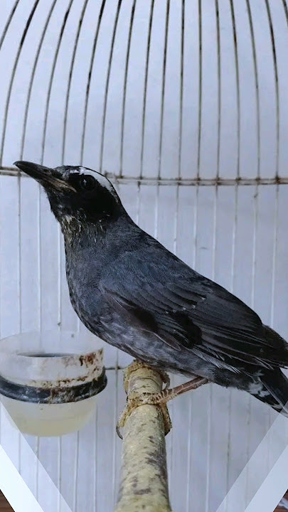 5 Jenis Burung Anis Paling Populer di Indonesia #shorts #feedshorts