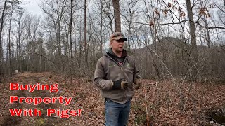Our First Purchased Farm!  (A 10 minute tour) No well, no power but plenty of #pigs!