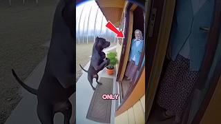 Never Ignore Your Pet Ever