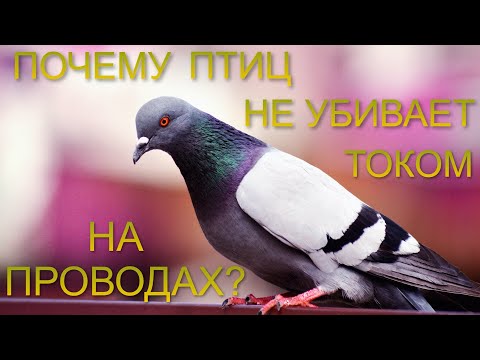 Почему птиц НЕ УБИВАЕТ током на проводах?