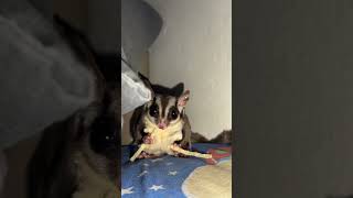 Sugar Glider Twix Loving Her Favorite Treat