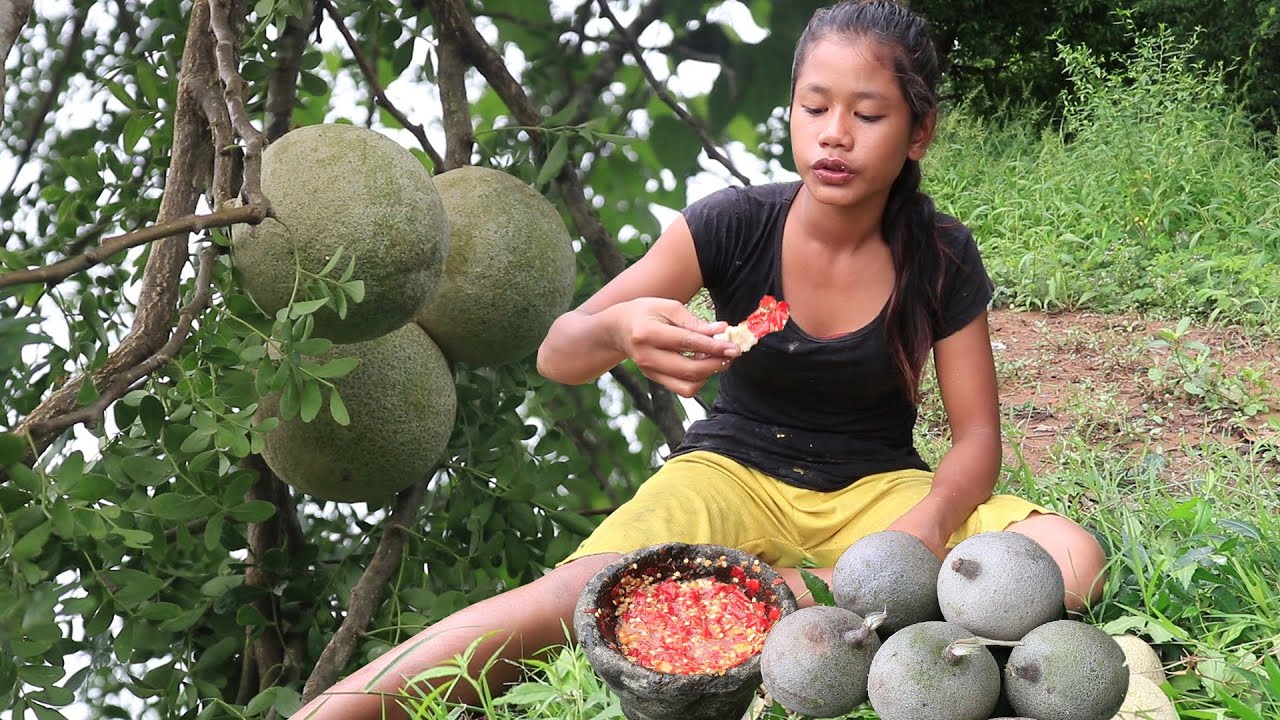 Survival skills Find Wood apple for Food in forest Wood apple with