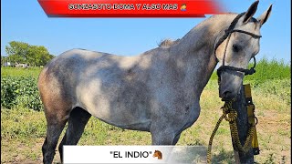 ‼️TRAJIMOS AL "INDIO"‼️😱NO VAN CREER COMO SE PORTO🤚 ⚠️💯LUEGO DE ESTAR A CAMPO  UNOS MESES ✅️🏇🛢