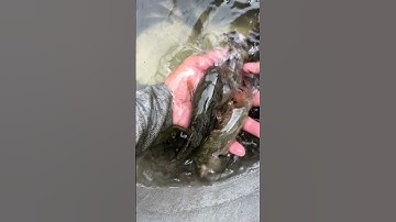 Cá bống tượng nuôi vỗ béo 25-35k, cung cấp cá bống tượng giống và thu mua cá bống tượng #shortvideo