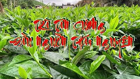 Trà Tân Cương Đặc Sản Thái Nguyên | Trà Tân Cương Đầu Nguồn