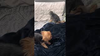 Yorkie Mila, Uni and Lilly playing! #yorkies #playingdog #cuteanimals