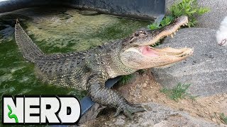 FEEDING OUR HUNGRY ALLIGATOR WALLY RODENTS