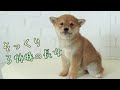 【豆柴】子犬　2/24　女の子♀1　摂州宝山荘　mameshiba dog Puppy （mame shiba inu)