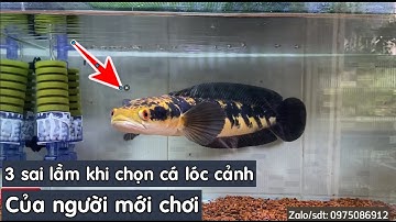 3 lỗi sai khi lựa chọn cá lóc cảnh của người mới chơi_ cách nuôi cá lóc cảnh.