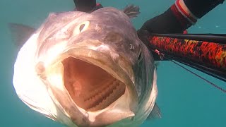 Chasse Sous Marine - Loup 9,4Kg - Méditerranée