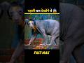 This is how animal looks without hair #shorts #shortsfeed #facts #factholic #factmine #factmax