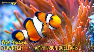 Fish Feature: Clownfish    -   Amphiprion ocellaris