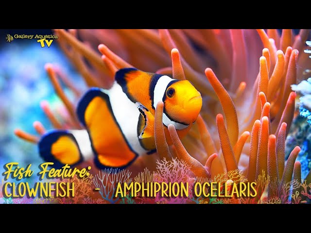 Fish Feature: Clownfish    -   Amphiprion ocellaris class=