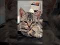 Funny kitten video 🤣 #cat #catvideos #catlove