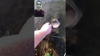 Cara Mancing Ikan Pakai Tangan #fish #fishing #fishingvideo #shortsviral